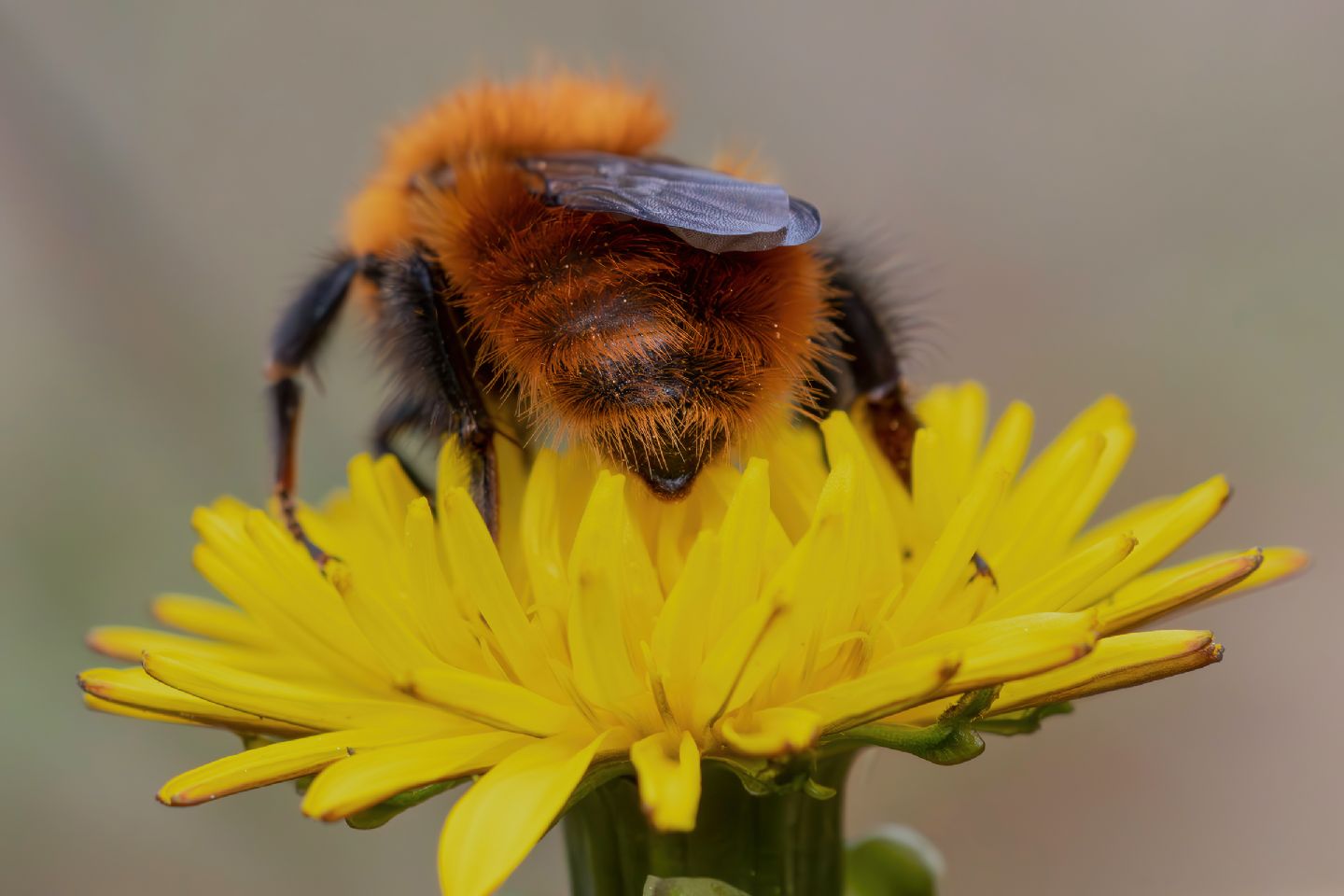 Apidae - Bombus pascuorum o forse dovrei dire Pasquorum
